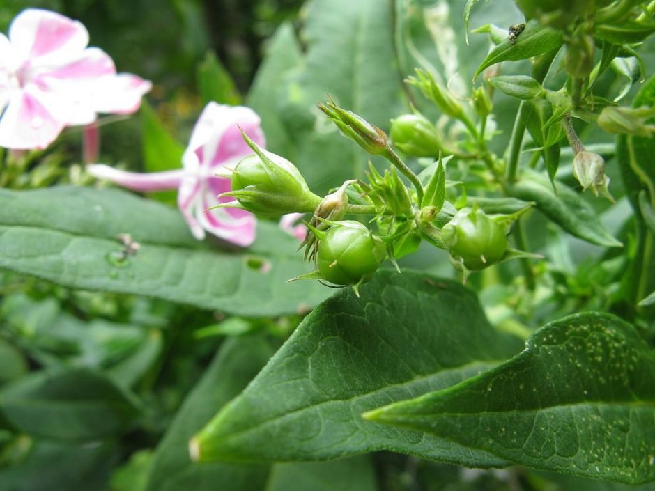 Onde plantar Phlox paniculata 'Peppermint Twist' (Phlox paniculata 'Peppermint Twist')_2