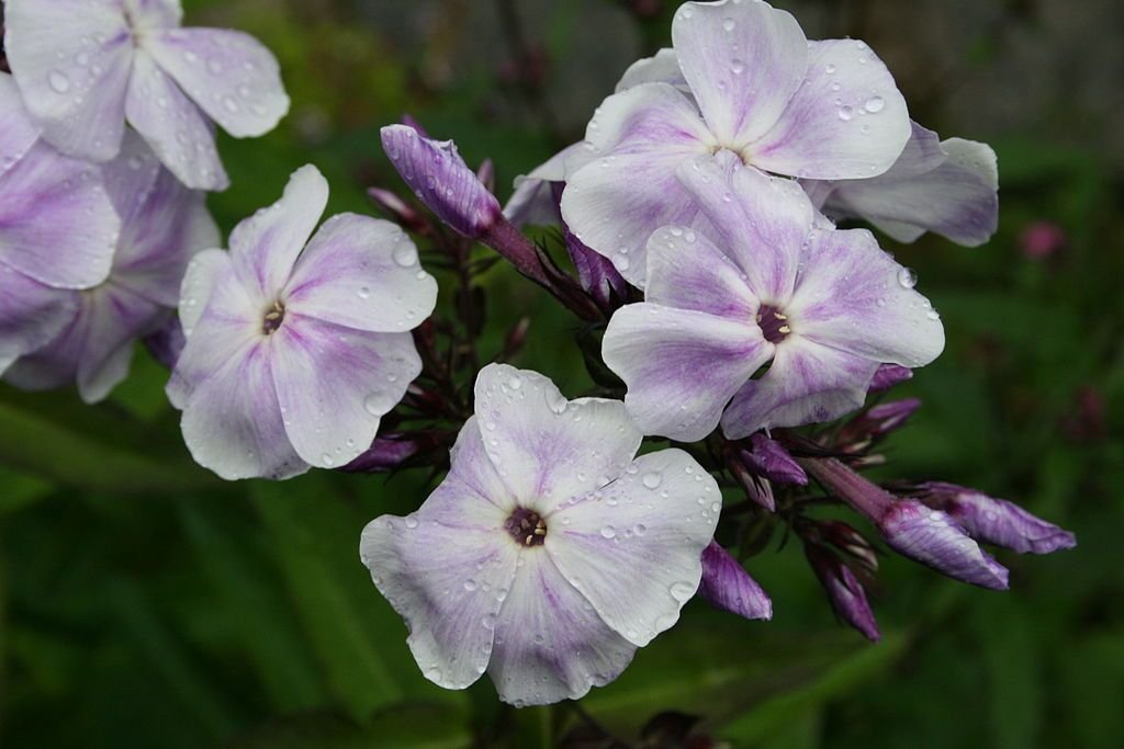 Phlox paniculata 'Prospero' (Phlox paniculata 'Prospero')