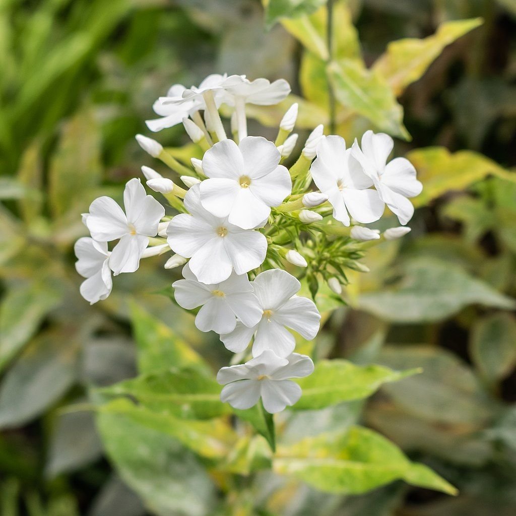 Phlox paniculata 'Rembrandt' (Phlox paniculata 'Rembrandt')