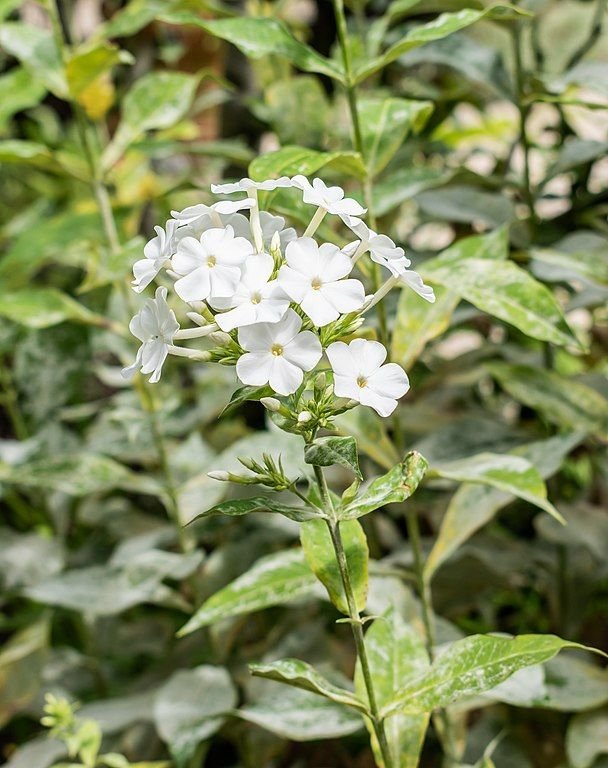 Como plantar Phlox paniculata 'Rembrandt' (Phlox paniculata 'Rembrandt')_1