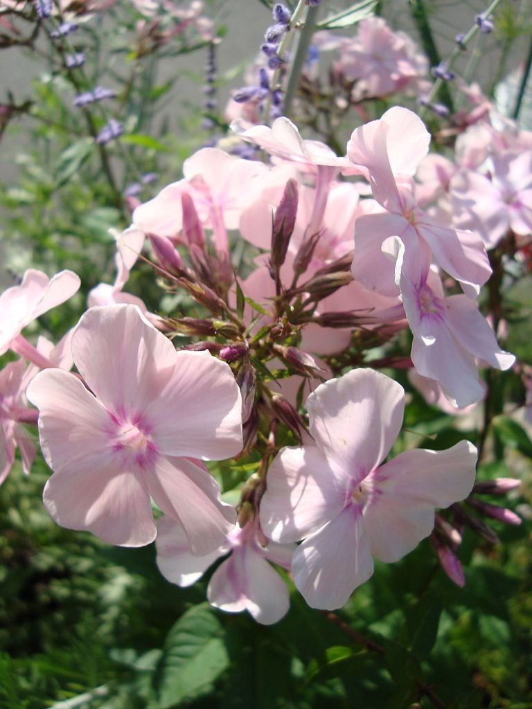 Phlox paniculata 'Rosa Pastell' (Phlox paniculata 'Rosa Pastell')