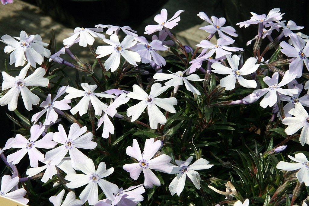 Phlox subulata 'Emerald Cushion' (Phlox subulata 'Emerald Cushion')