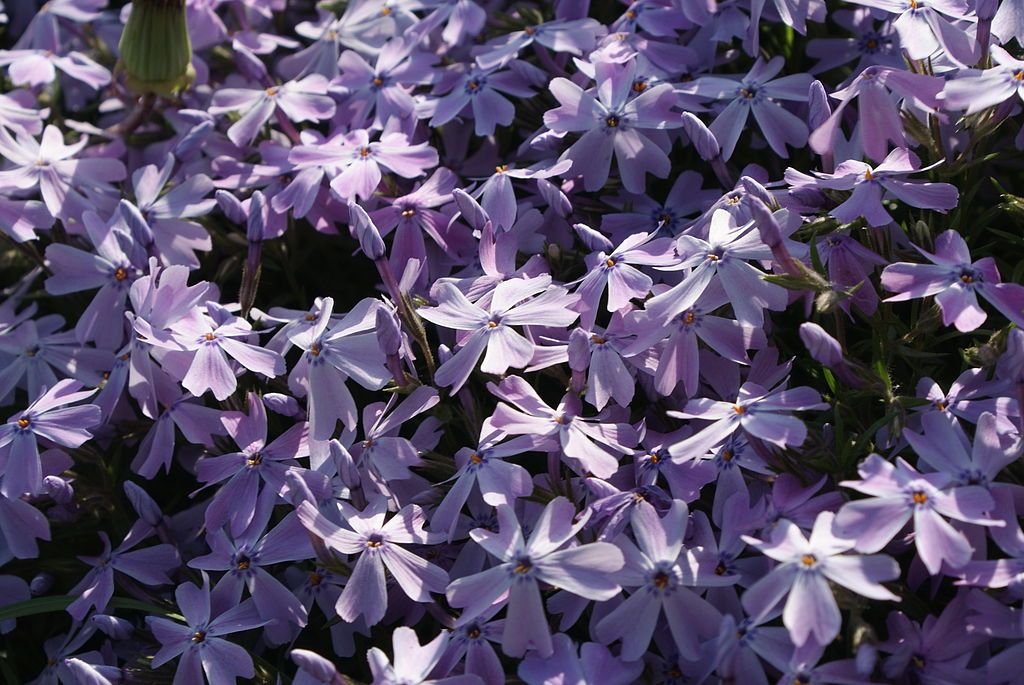 Phlox subulata 'Maischnee' (Phlox subulata 'Maischnee')