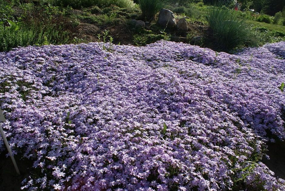 Como plantar Phlox subulata 'Maischnee' (Phlox subulata 'Maischnee')_1
