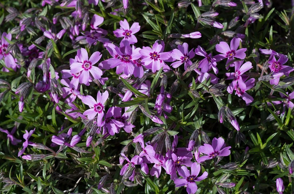 Phlox subulata 'Marjorie' (Phlox subulata 'Marjorie')