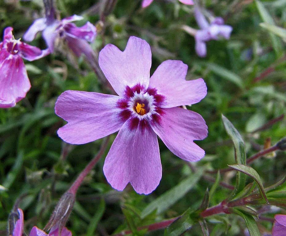 Como plantar Phlox subulata 'Marjorie' (Phlox subulata 'Marjorie')_1