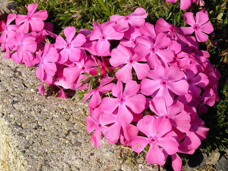 Phlox subulata 'McDaniel's Cushion' (Phlox subulata 'McDaniel's Cushion')