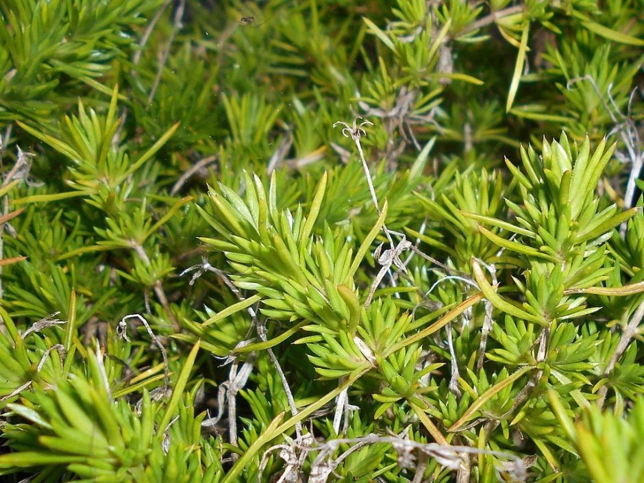 Como plantar Phlox subulata 'McDaniel's Cushion' (Phlox subulata 'McDaniel's Cushion')_1