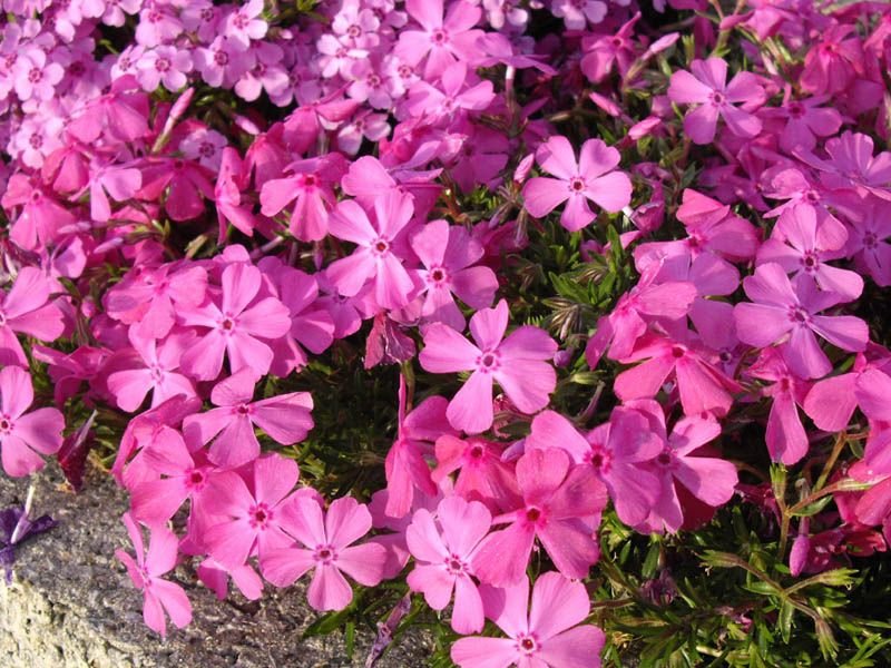 Onde plantar Phlox subulata 'McDaniel's Cushion' (Phlox subulata 'McDaniel's Cushion')_2
