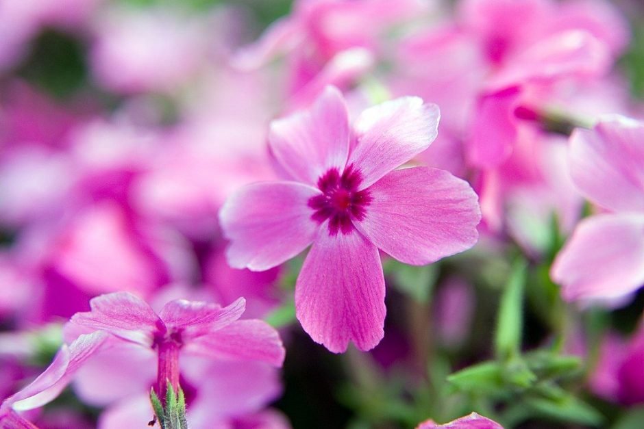 Como plantar Phlox subulata 'Red Wings' (Phlox subulata 'Red Wings')_1