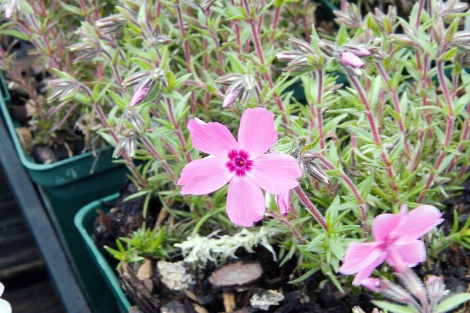 Onde plantar Phlox subulata 'Red Wings' (Phlox subulata 'Red Wings')_2