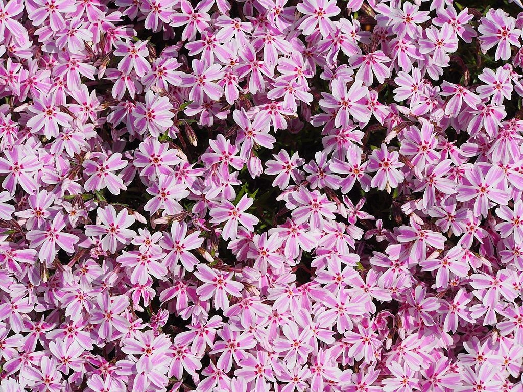 Phlox subulata 'Tamaongalei' (Phlox subulata 'Tamaongalei')