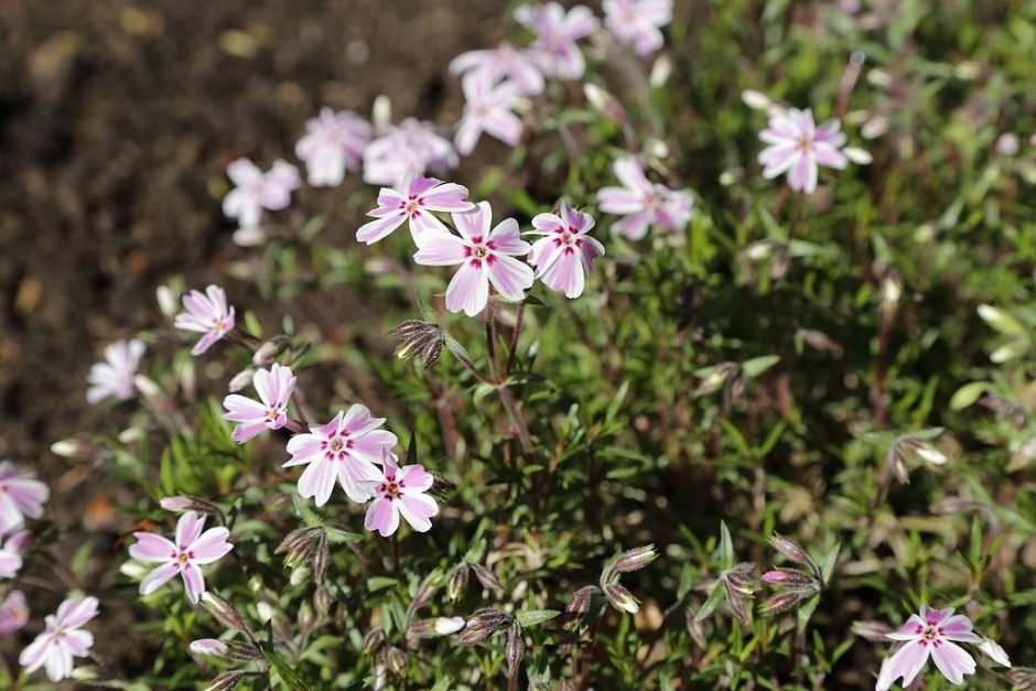 Como plantar Phlox subulata 'Tamaongalei' (Phlox subulata 'Tamaongalei')_1