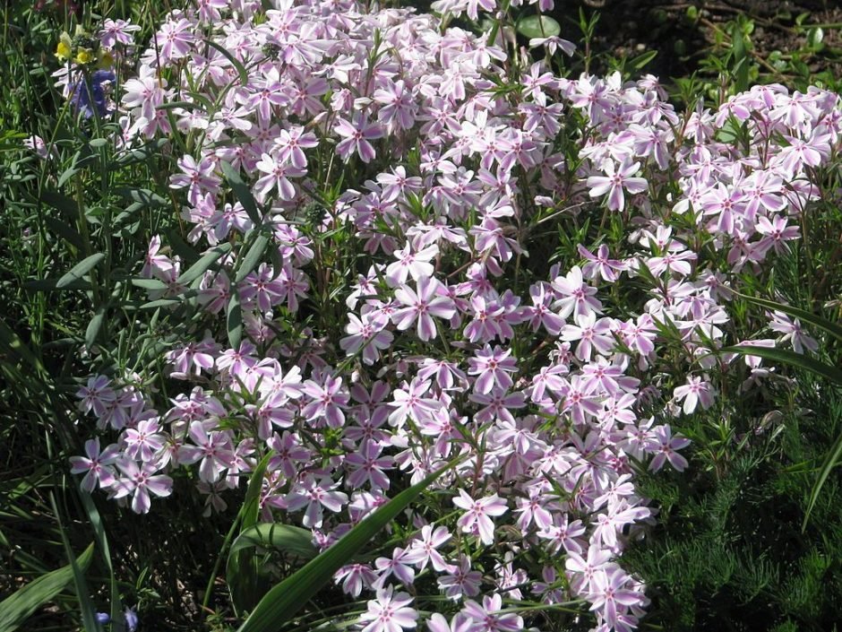 Onde plantar Phlox subulata 'Tamaongalei' (Phlox subulata 'Tamaongalei')_2