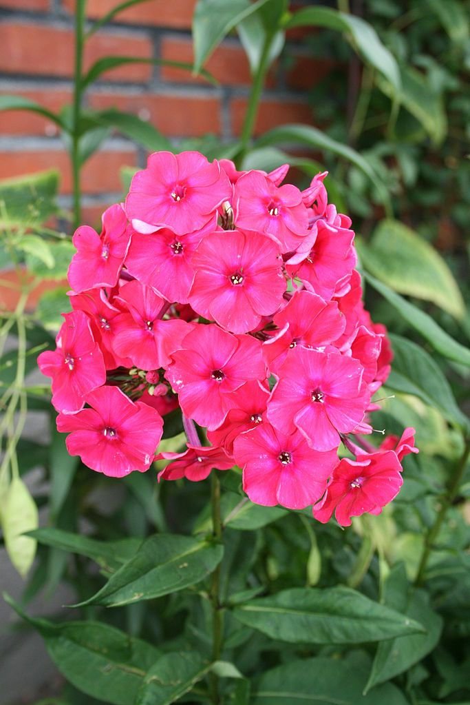 Phlox × arendsii 'Miss Mary' (Phlox × arendsii 'Miss Mary')