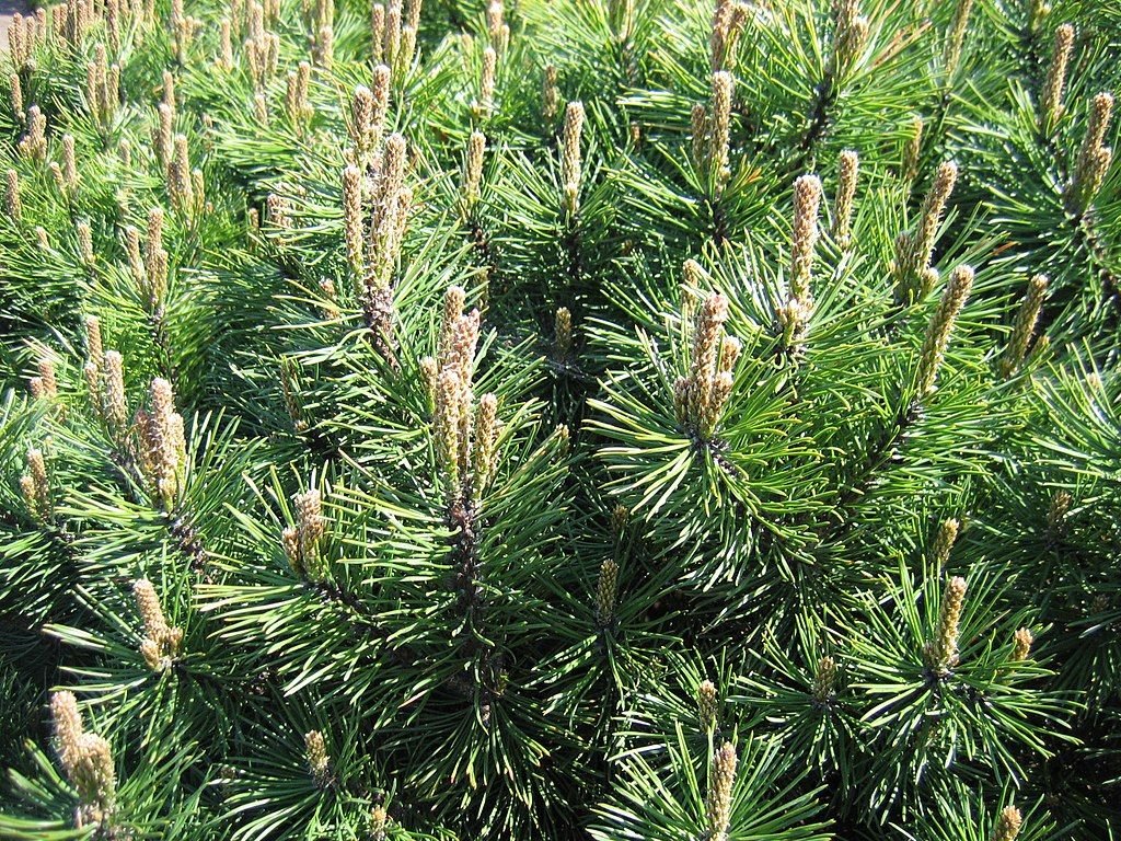 Pinheiro-anão 'Gnom' (Pinus mugo 'Gnom')