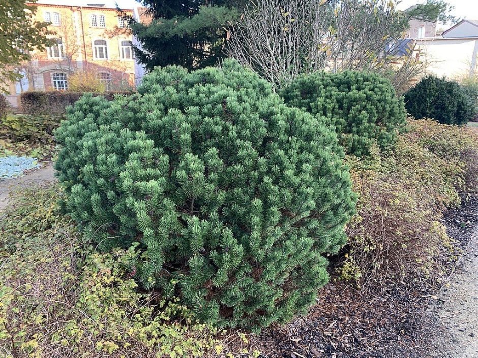 Como plantar Pinheiro-anão 'Gnom' (Pinus mugo 'Gnom')_1