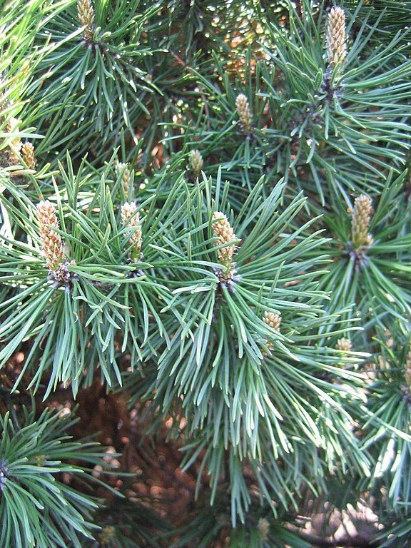 Onde plantar Pinheiro-anão 'Gnom' (Pinus mugo 'Gnom')_2