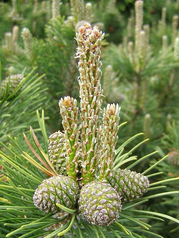 Pinheiro-anão 'Humpy' (Pinus mugo 'Humpy')