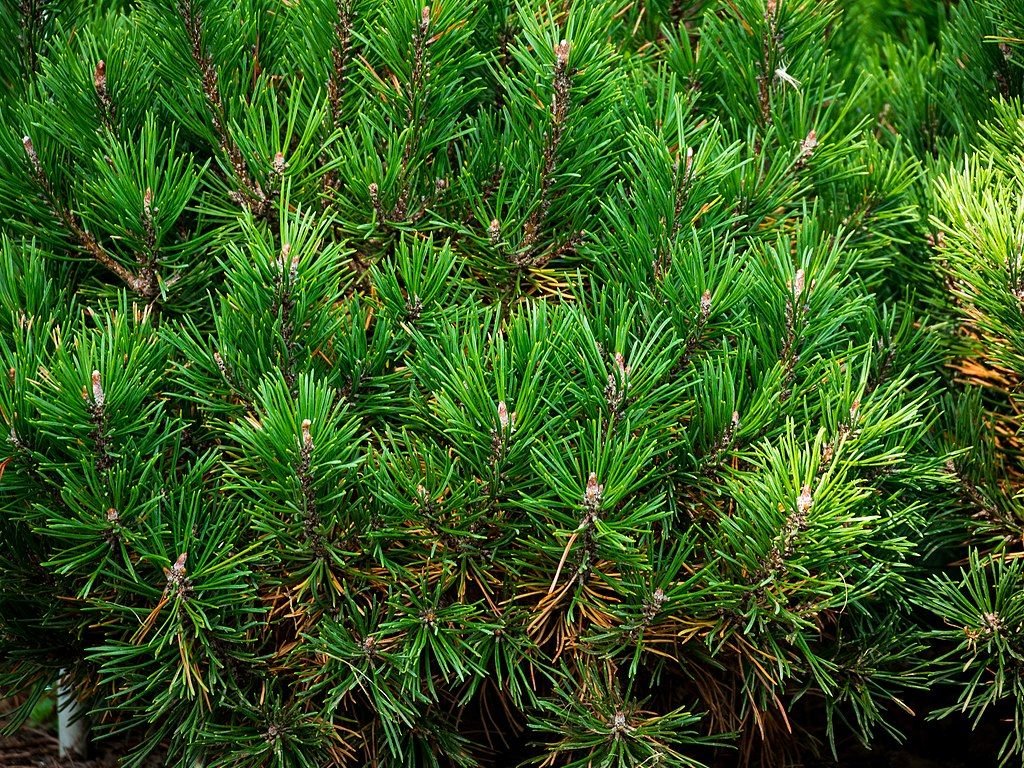 Pinheiro-anão 'Mops' (Pinus mugo 'Mops')