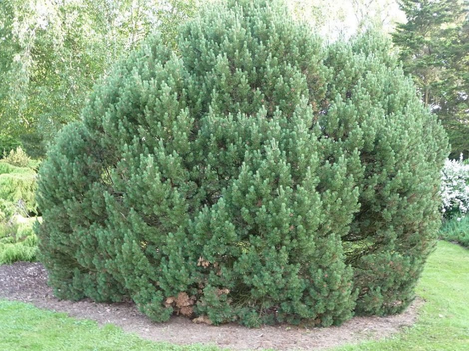 Como plantar Pinheiro-anão 'Mops' (Pinus mugo 'Mops')_1