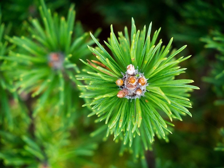 Onde plantar Pinheiro-anão 'Mops' (Pinus mugo 'Mops')_2