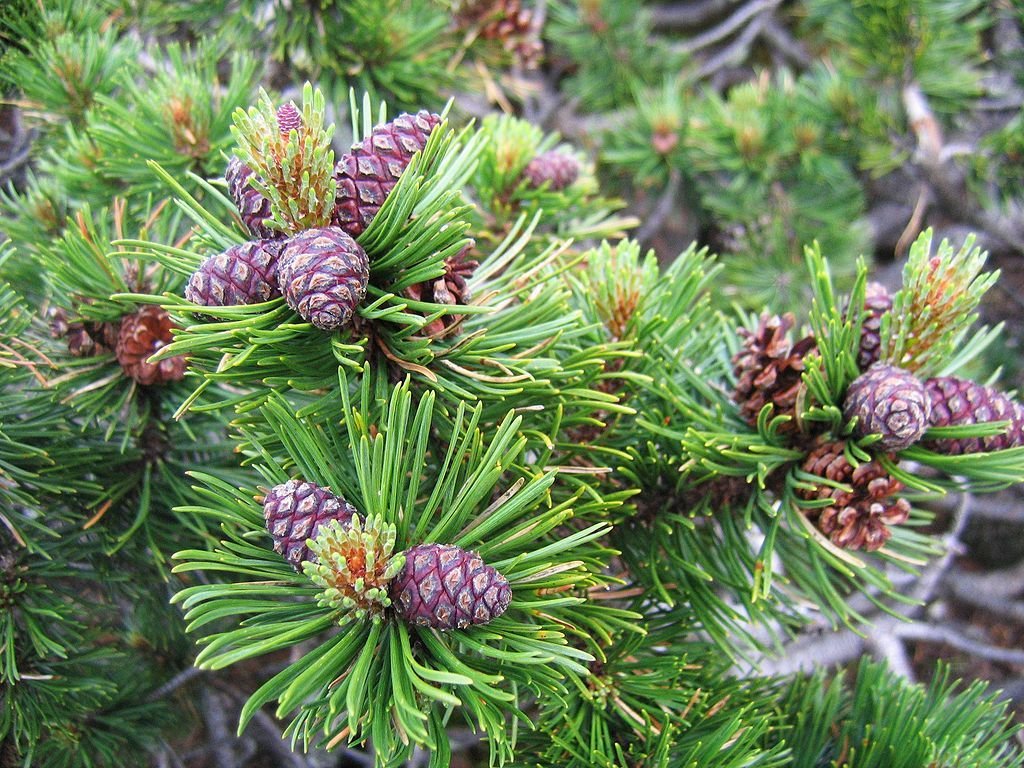 Pinheiro-anão (Pinus mugo)