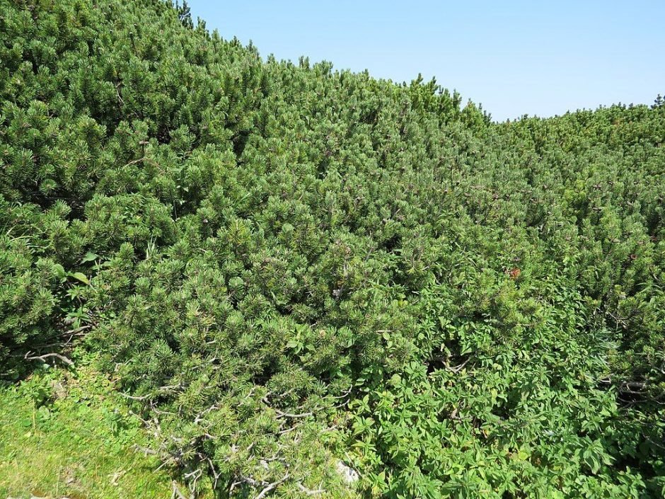 Como plantar Pinheiro-anão (Pinus mugo)_1