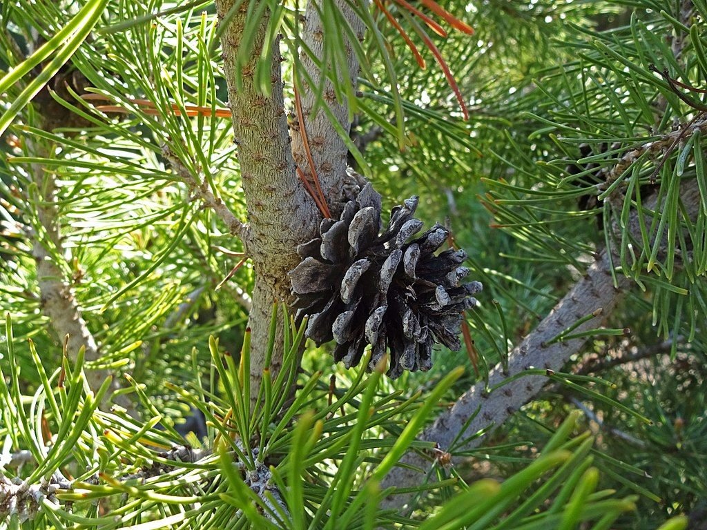 Pinheiro-anão 'Sherwood Compact' (Pinus mugo 'Sherwood Compact')
