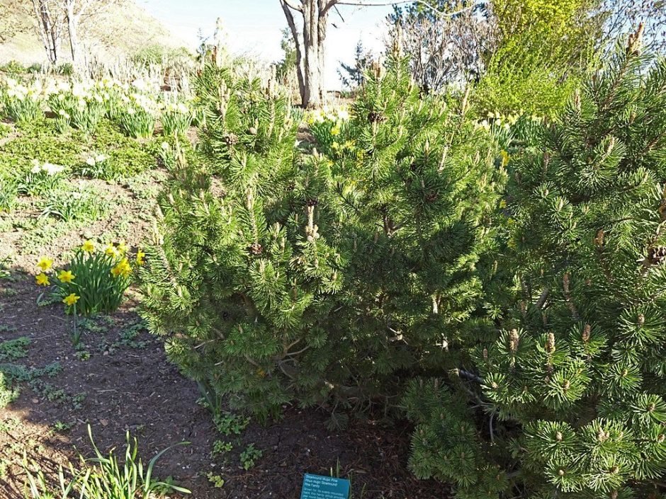 Como plantar Pinheiro-anão 'Sherwood Compact' (Pinus mugo 'Sherwood Compact')_1