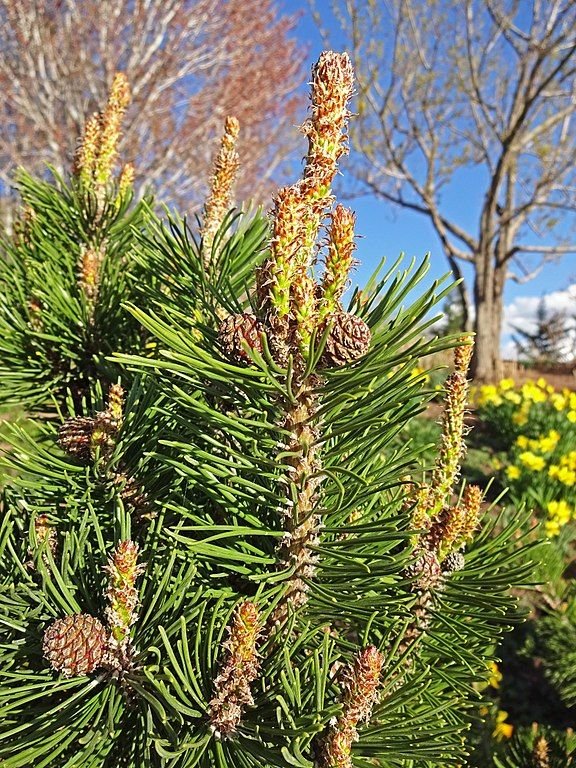 Onde plantar Pinheiro-anão 'Sherwood Compact' (Pinus mugo 'Sherwood Compact')_2