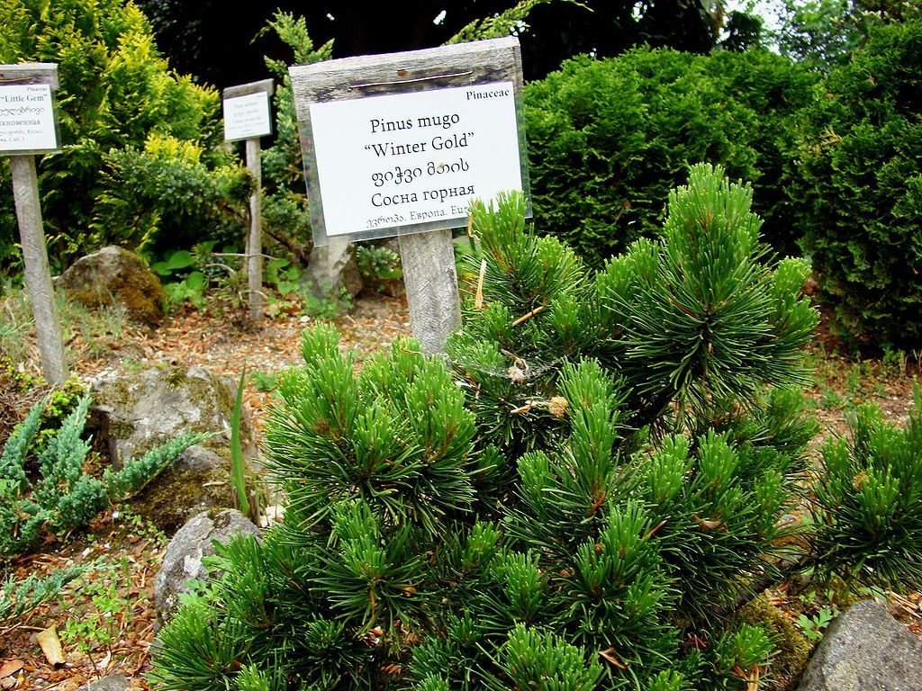 Pinheiro-anão 'Winter Gold' (Pinus mugo 'Winter Gold')