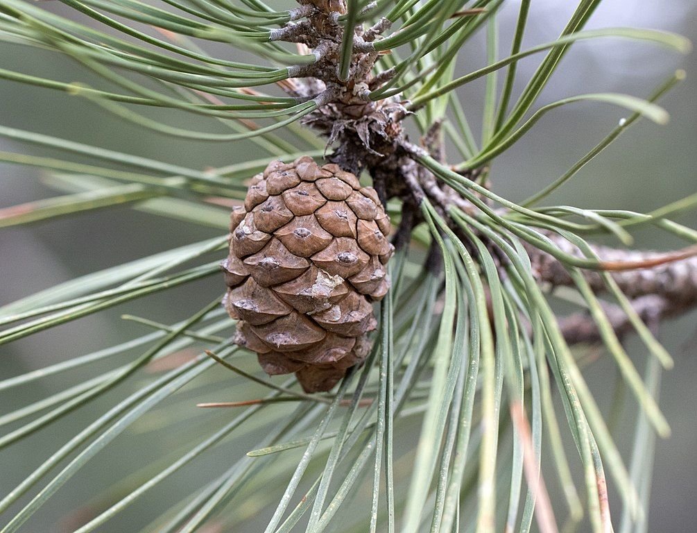 Pinheiro austríaco (Pinus nigra subsp. nigra)