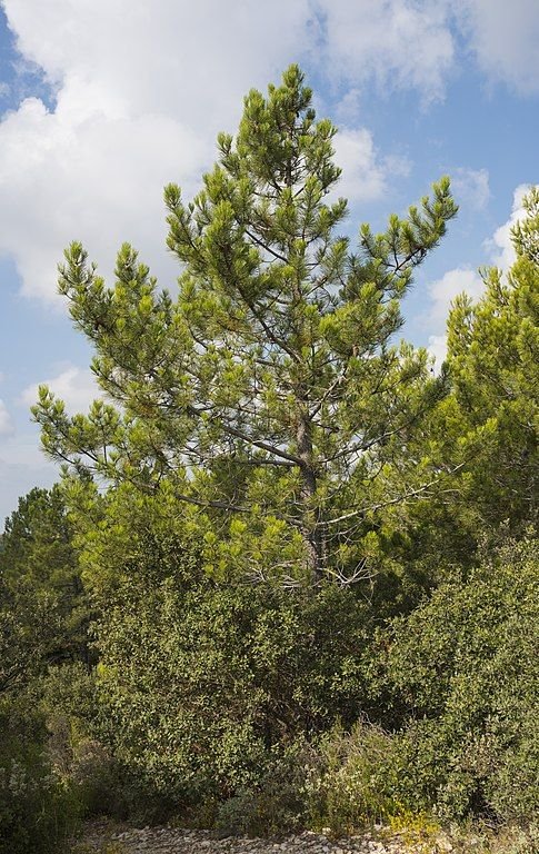 Como plantar Pinheiro austríaco (Pinus nigra subsp. nigra)_1