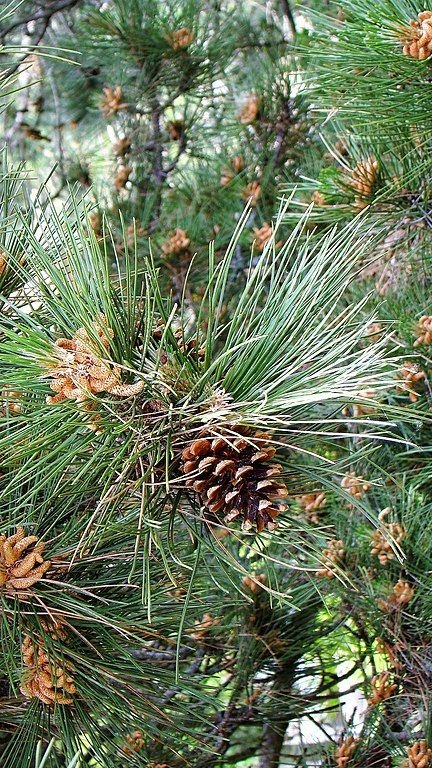 Onde plantar Pinheiro austríaco (Pinus nigra subsp. nigra)_2