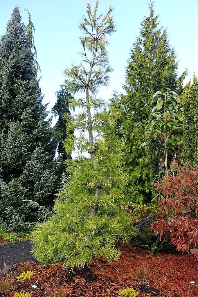 Pinheiro-branco 'Louie' (Pinus strobus 'Louie')