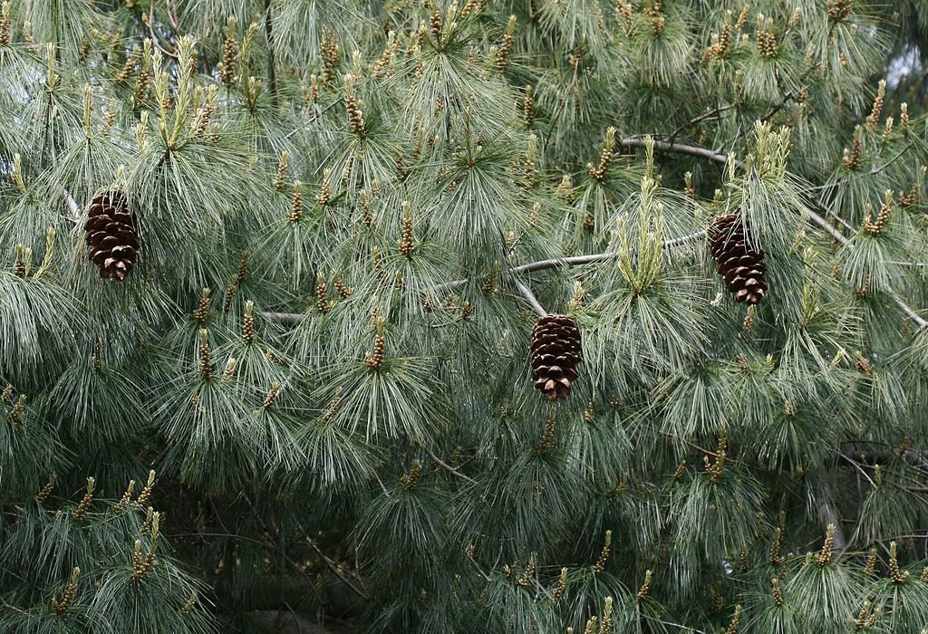 Pinheiro branco da chinês (Pinus armandi)