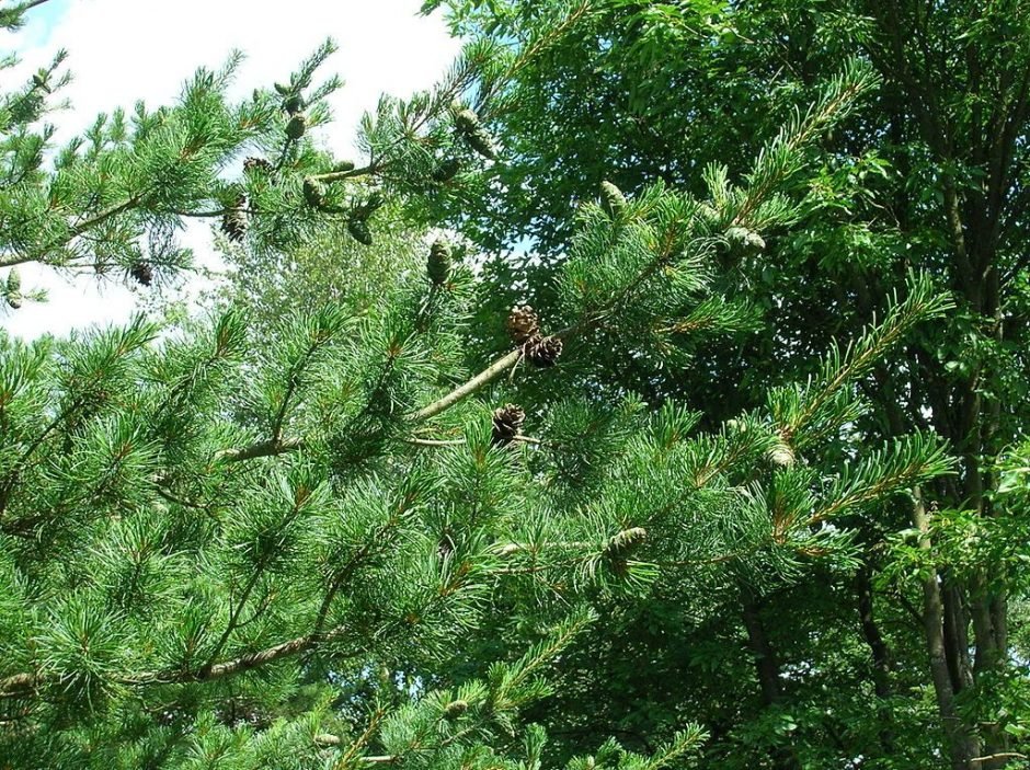 Onde plantar Pinheiro branco japonês (Pinus parviflora)_2
