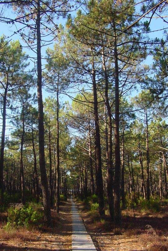 Como plantar Pinheiro-bravo (Pinus pinaster)_1