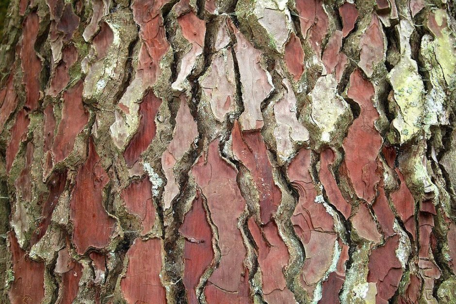 Onde plantar Pinheiro-bravo (Pinus pinaster)_2