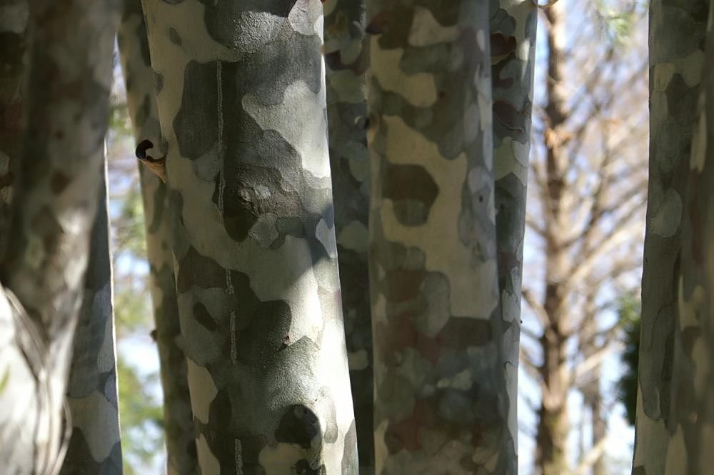 Pinheiro bungeana (Pinus bungeana)