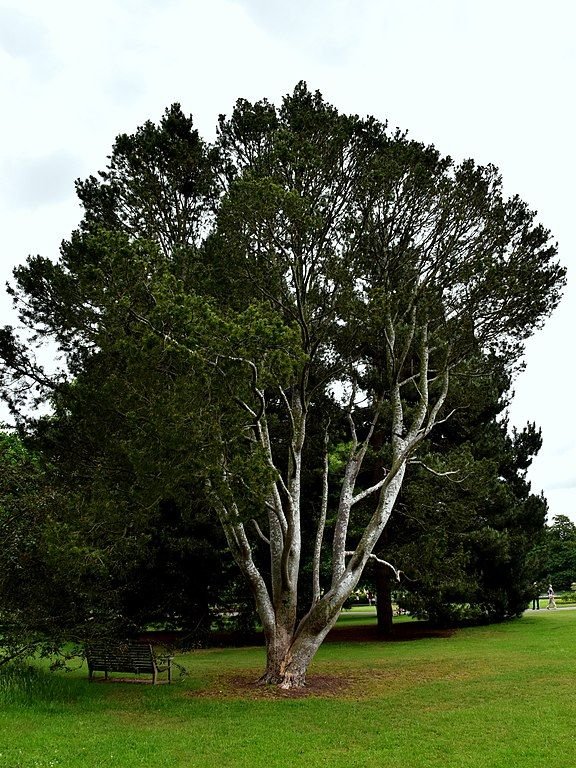 Como plantar Pinheiro bungeana (Pinus bungeana)_1
