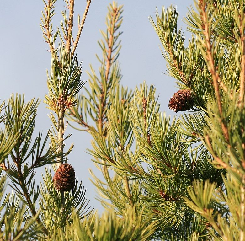 Onde plantar Pinheiro bungeana (Pinus bungeana)_2