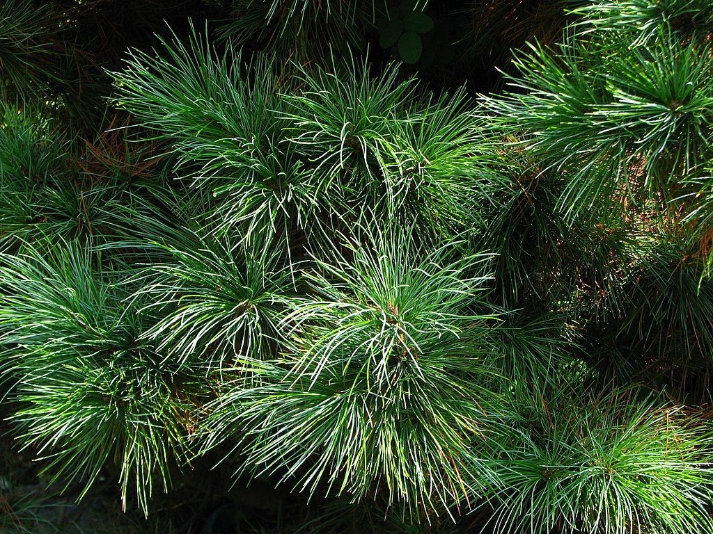 Pinheiro cembra (Pinus cembra)