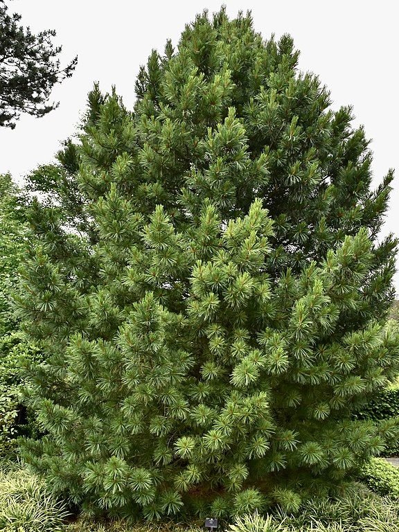Como plantar Pinheiro cembra (Pinus cembra)_1