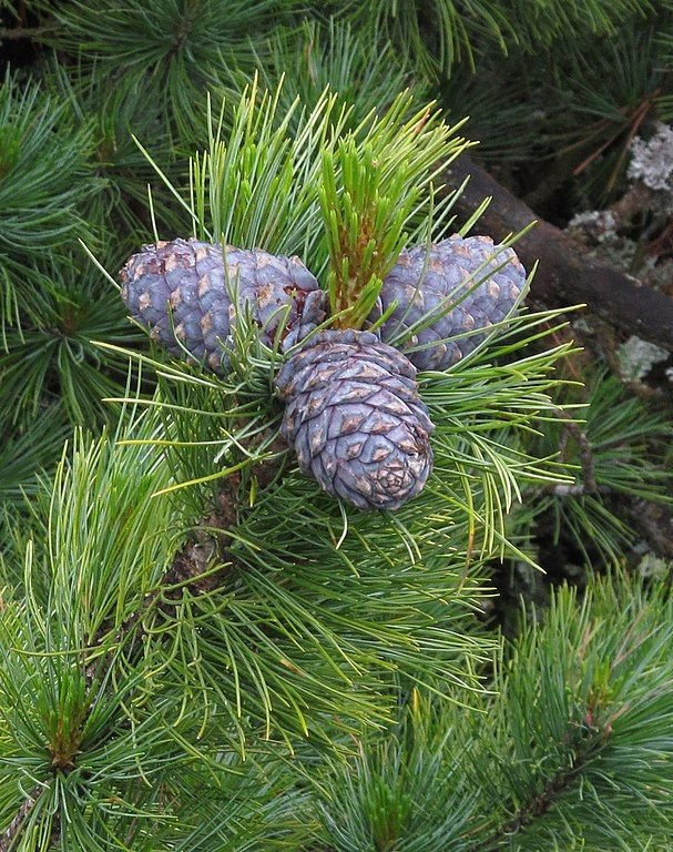 Onde plantar Pinheiro cembra (Pinus cembra)_2