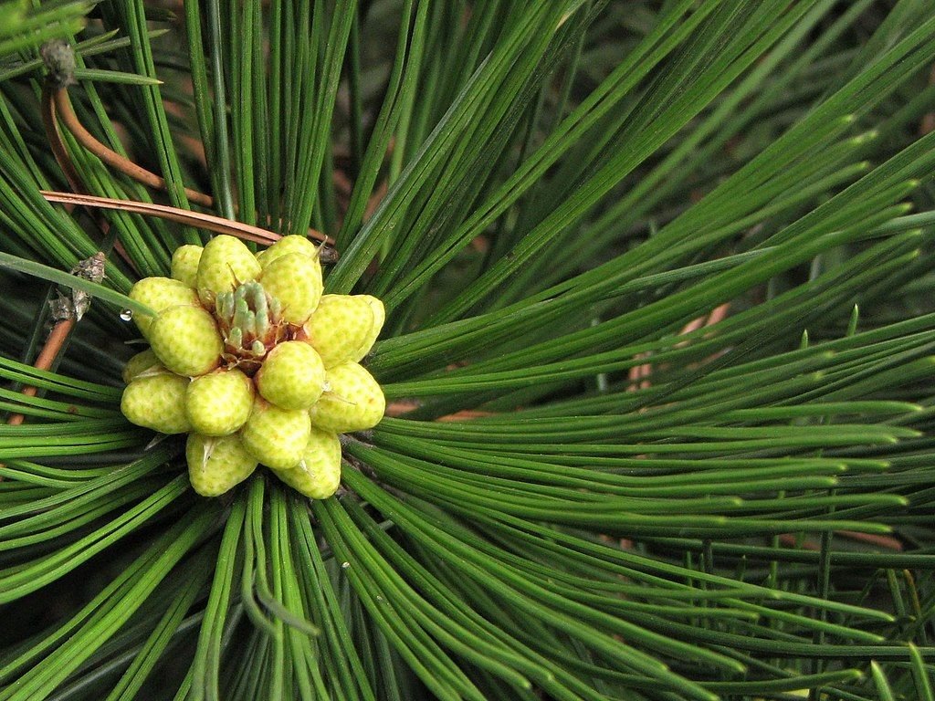 Pinheiro da Bósnia 'Compact Gem' (Pinus heldreichii 'Compact Gem')