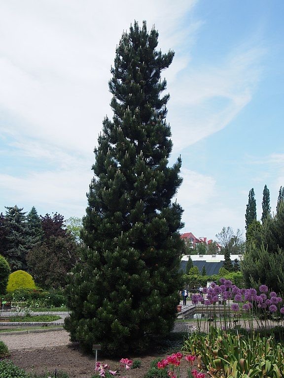 Como plantar Pinheiro da Bósnia 'Compact Gem' (Pinus heldreichii 'Compact Gem')_1