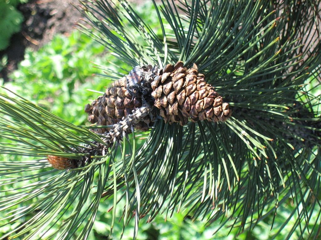 Pinheiro-da-Bósnia (Pinus heldreichii)