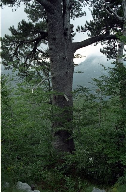 Como plantar Pinheiro-da-Bósnia (Pinus heldreichii)_1